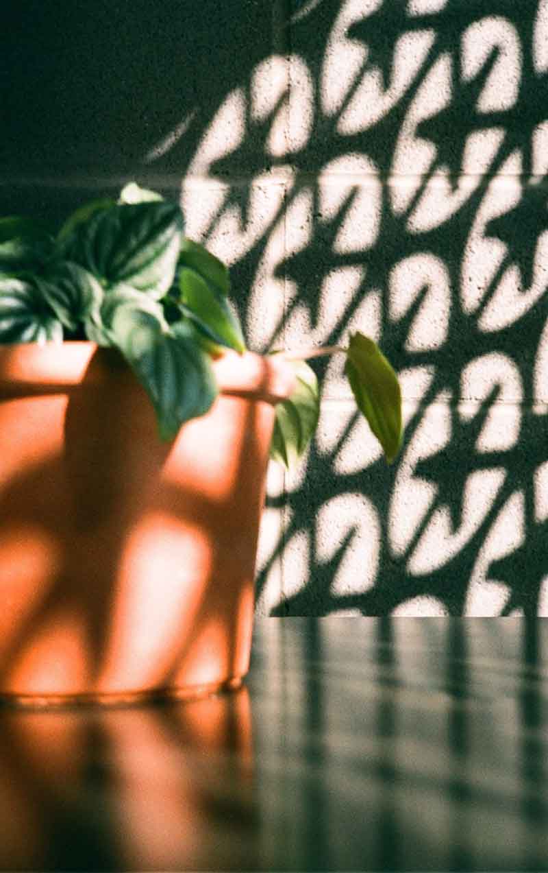 cartel plant