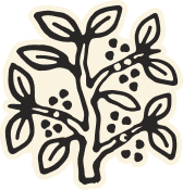 An illustration of a Coffee Tree